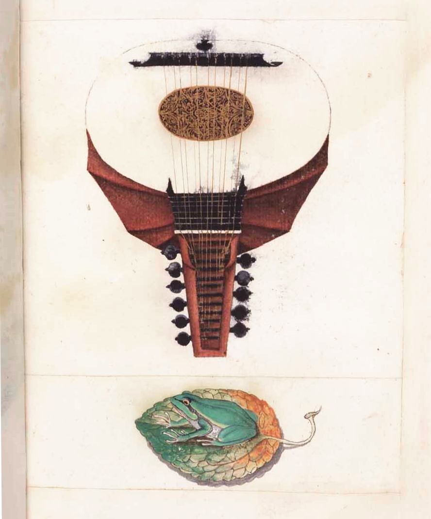 A detailed illustration of a lute-like musical instrument above a frog nestled in a leaf.