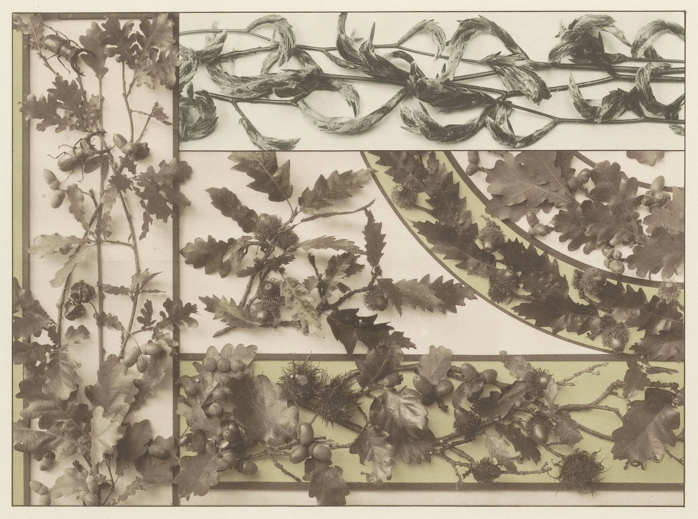 A vintage-style photograph featuring a grid of pressed plant specimens in sepia tones.