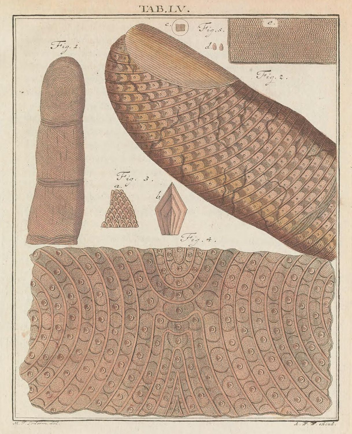 A vintage scientific illustration labeled 'TAB. LV.' featuring detailed drawings of scale patterns, a finger for scale, and diagrams of individual scales.