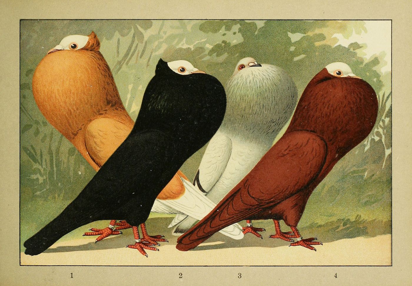Vintage illustration of four pigeons with different colors: peach, black, white, and reddish-brown, standing on a ground with orange feet and red eyes.