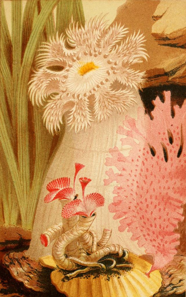 Vintage illustration of a sea creature with a spiraled body and feathery appendages nestled on a textured base, surrounded by seaweed, a sea anemone, and coral.
