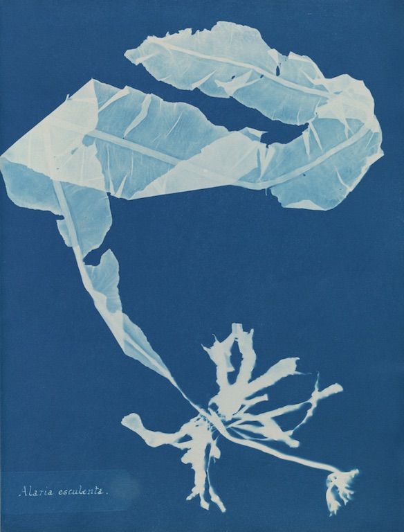 A cyanotype photograph of two seaweed specimens against a deep blue background. The larger specimen is a broad, leaf-like frond with visible veins, while the smaller specimen is a delicate, branching structure with needle-like leaves. Handwritten text at the bottom left reads "Alaria esculenta."