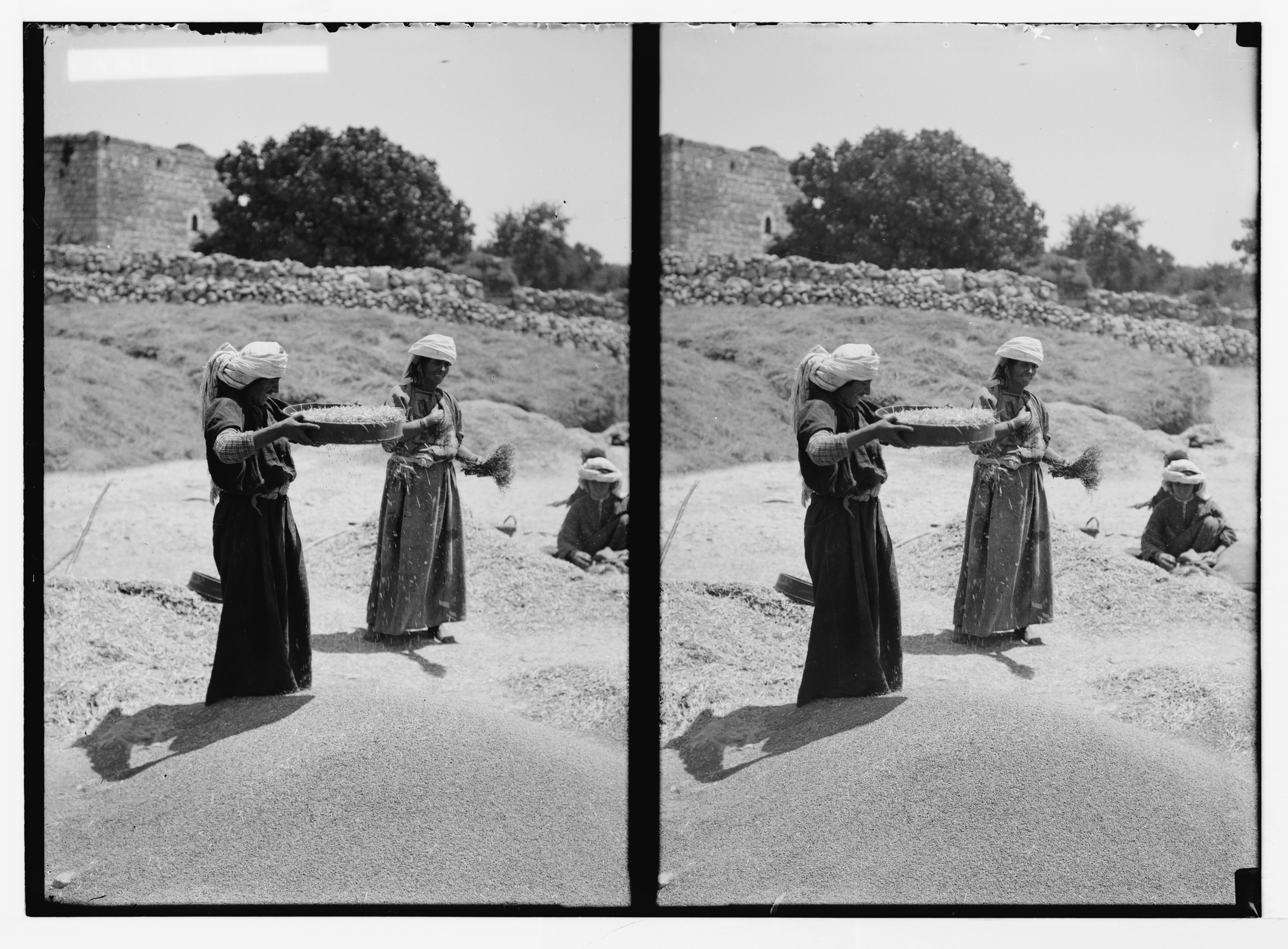 Stereoscopic photograph of two women and a child sifting or sorting something in a woven basket in a rural setting.