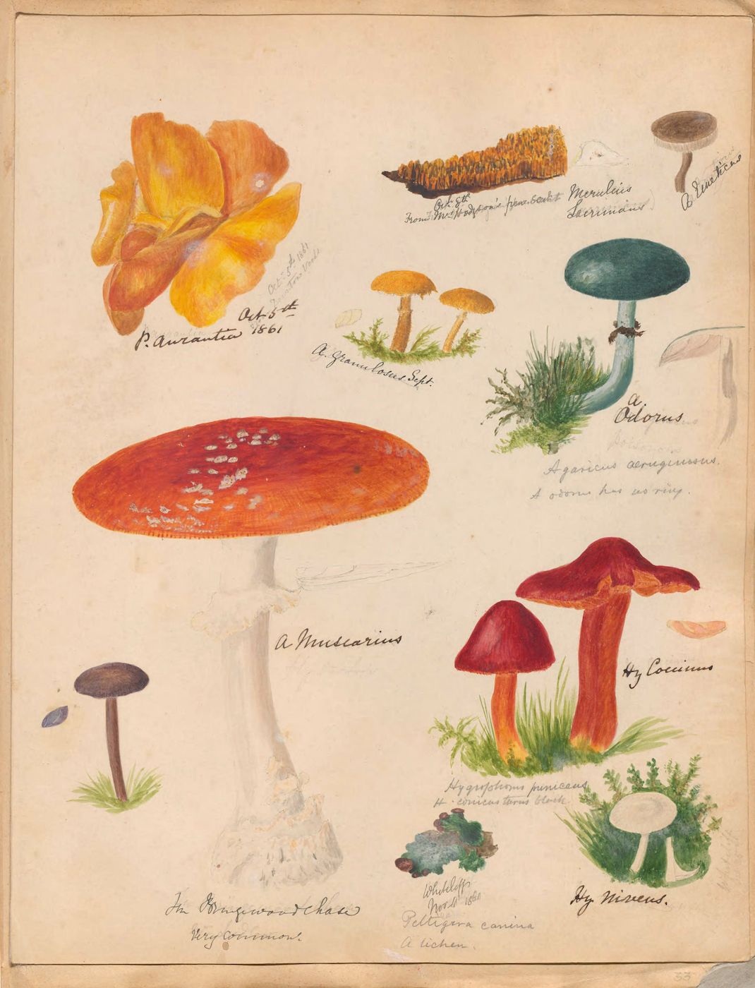 A vintage botanical illustration featuring a variety of mushrooms and plants, rendered in watercolor and ink on cream-colored paper.