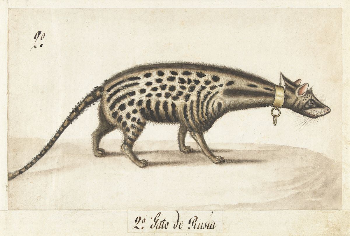 Vintage illustration of a spotted cat wearing a collar and chain, labeled 'Gato de Rusia'.