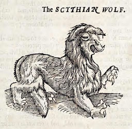Vintage woodcut illustration of a Scythian Wolf lying down.