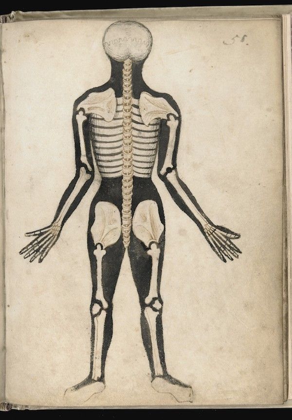 Vintage anatomical drawing of a human skeleton on aged paper.