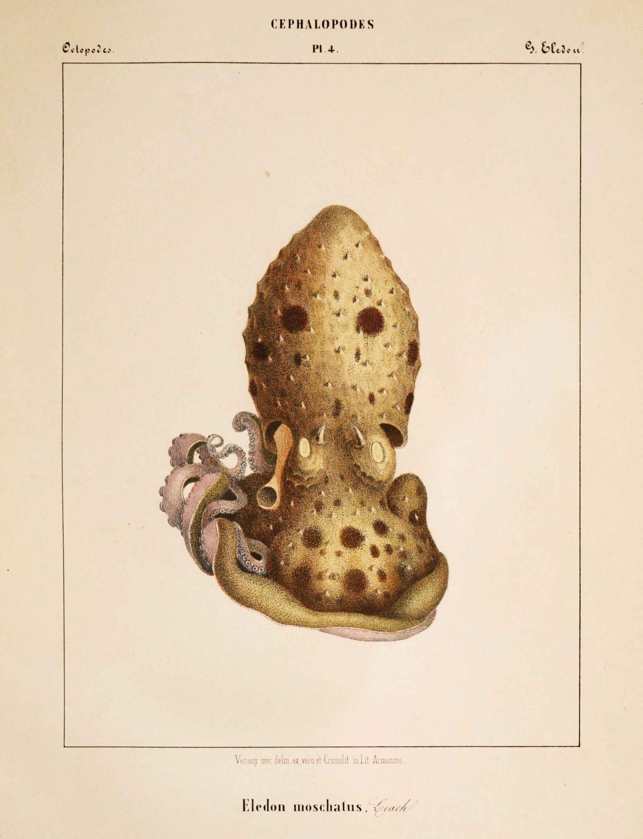 Vintage scientific illustration of an octopus, 'Eledon moschatus', with a textured, porous body and eight arms covered in suckers.