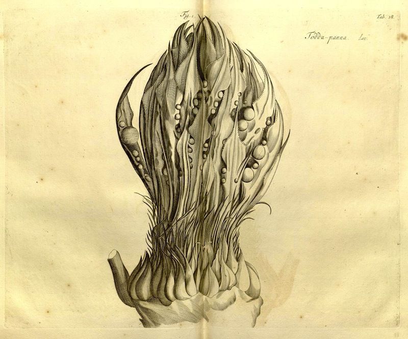 Vintage illustration of a sea creature with tentacles and spheres.