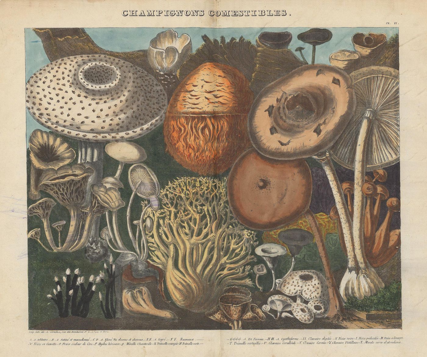 Vintage botanical illustration of edible mushrooms, titled "Champignons Comestibles".