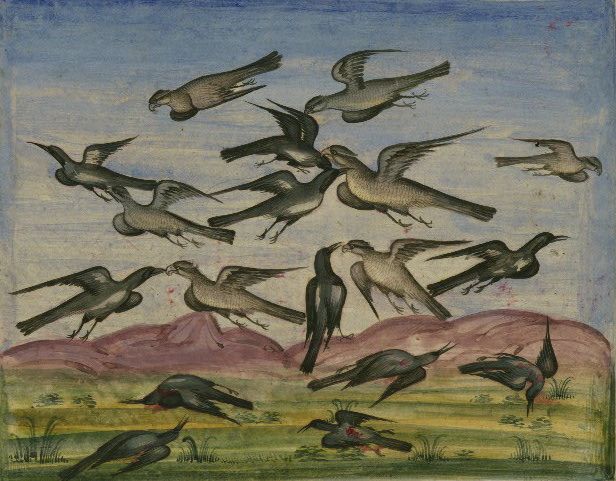 A vintage illustration of a flock of birds in flight over a landscape.