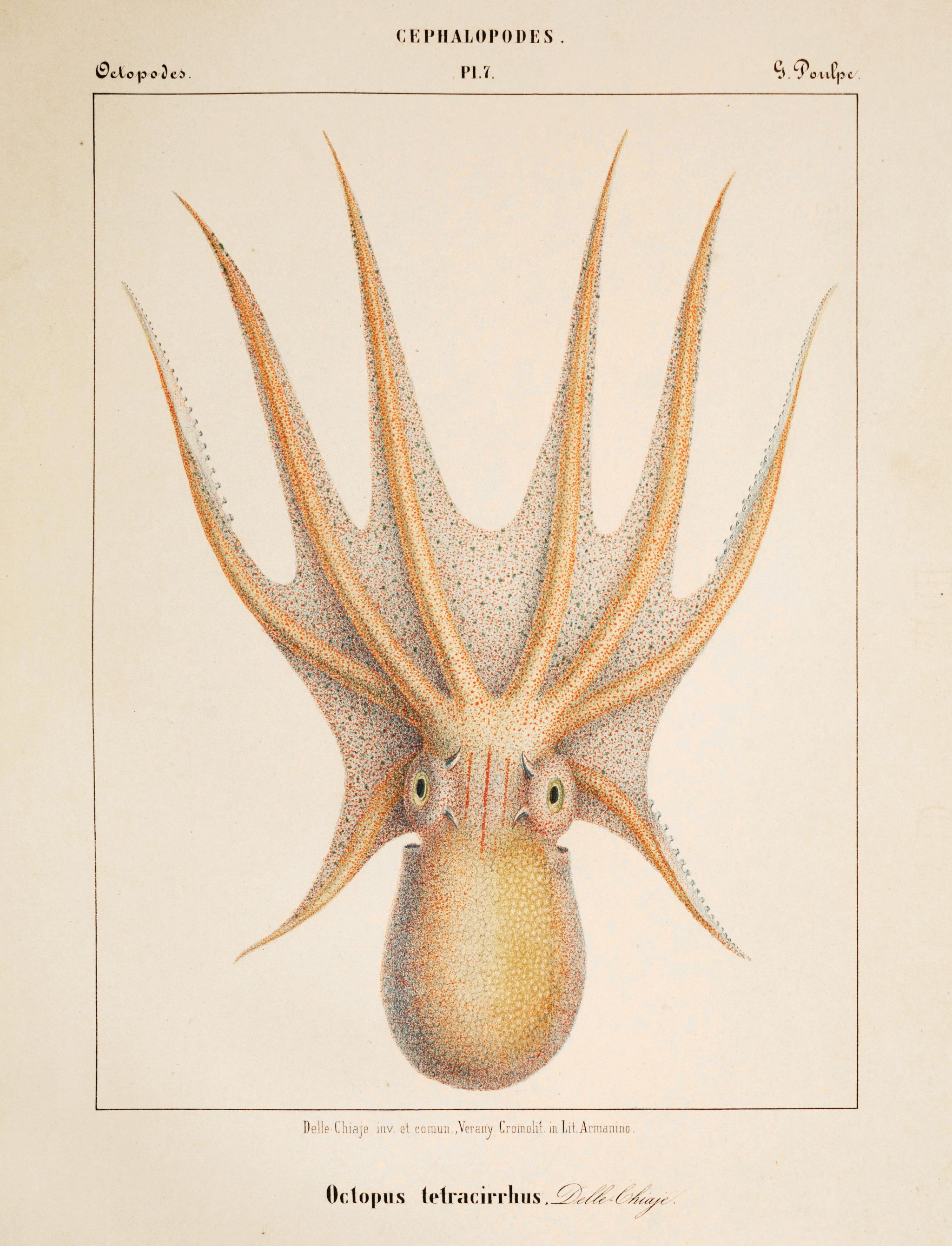 Vintage scientific illustration of an octopus with eight arms covered in suckers, identified as 'Octopus tetracirrhus' by Delle Chiaje.