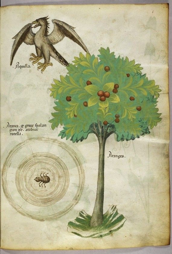 A page from a medieval manuscript with a tree, bird, insect, and spiral.