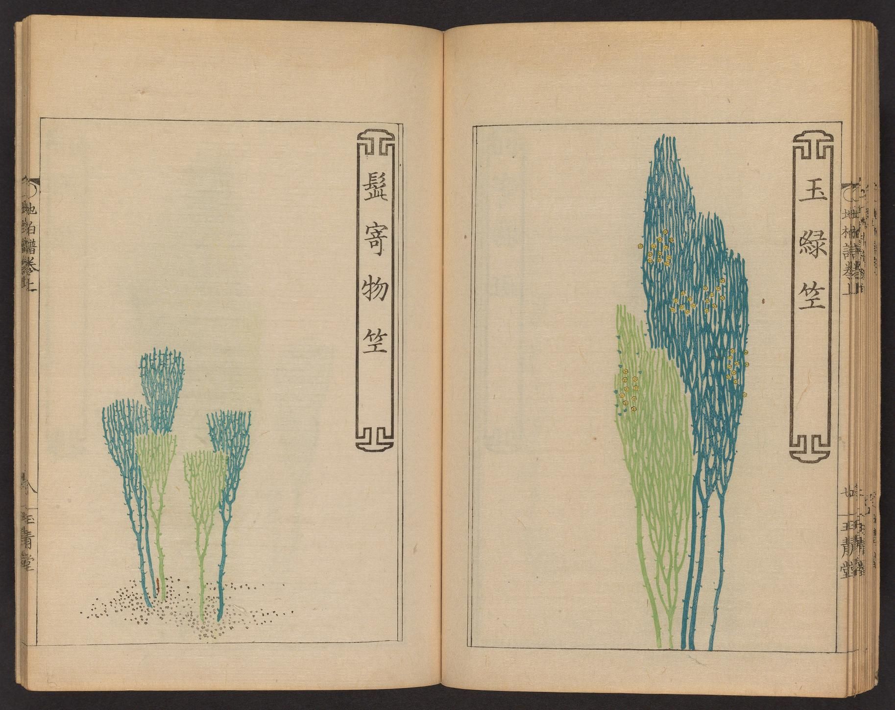 Open book with botanical illustrations of plants in East Asian style.