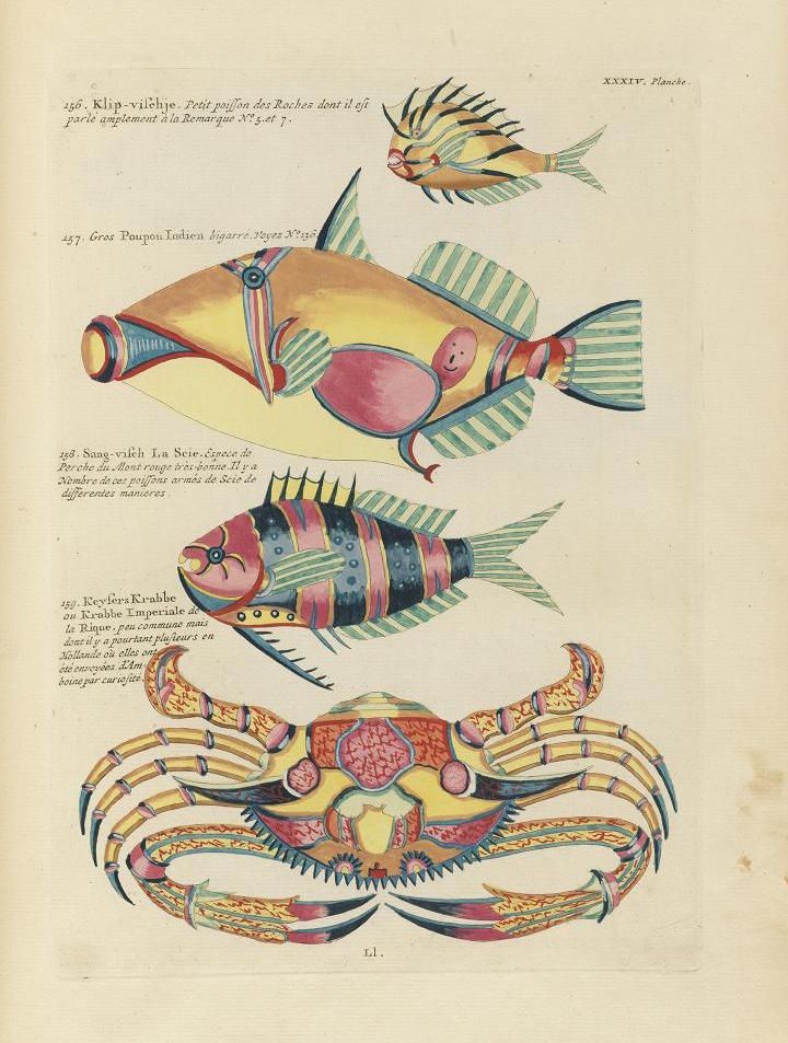 Vintage illustration of three marine creatures: a small fish, a patterned fish, and a large crab.