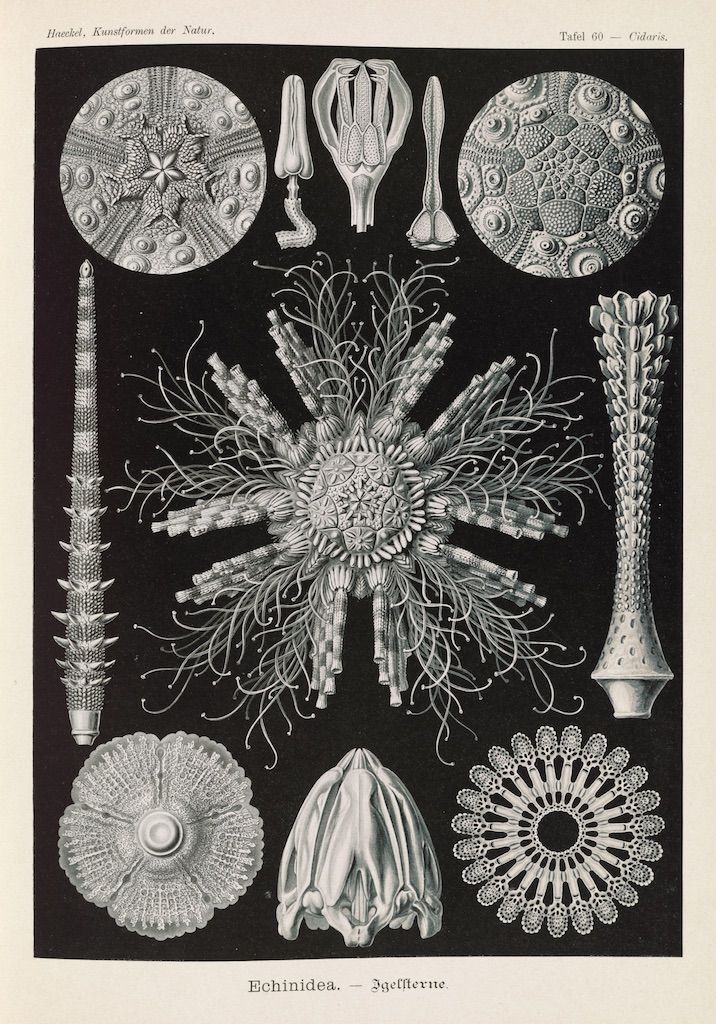 Vintage black and white biological illustration of various sea urchins and related marine life, labeled with German text.