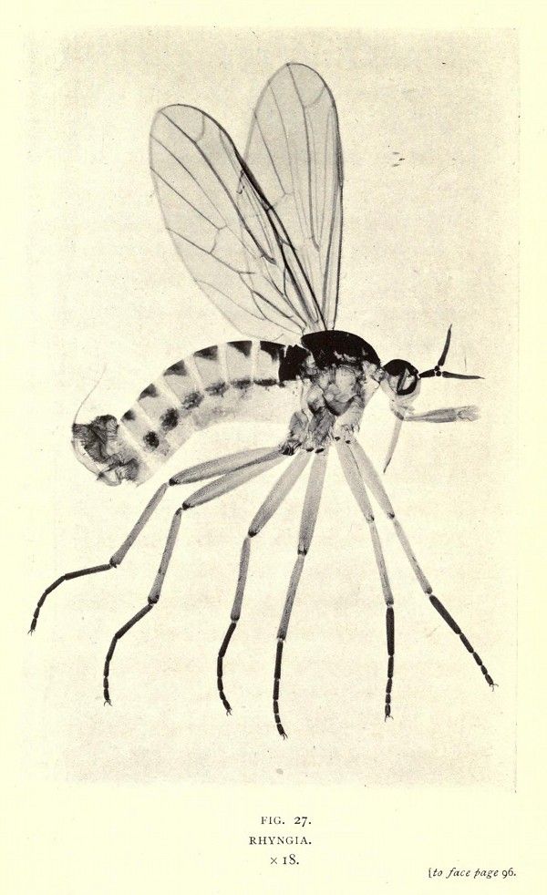 Vintage illustration of a fly with detailed anatomy, labeled 'FIG. 27. RHYNGIA. x 18.' and 'to face page 96.'