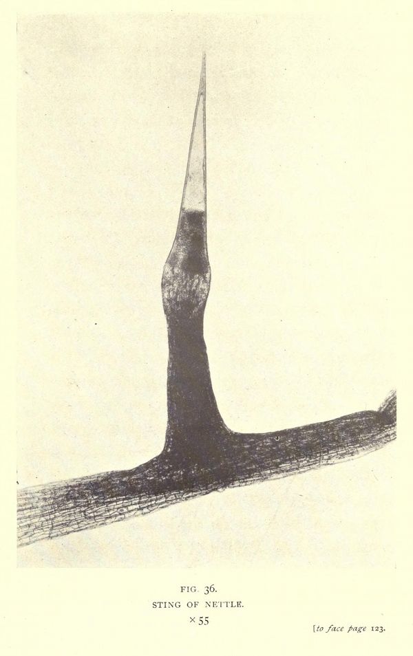 Vintage illustration of a nettle sting, magnified 55x, showing a slender hair with a bulbous head.