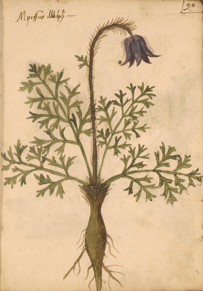 Vintage botanical illustration of a plant with a purple flower and detailed root system.