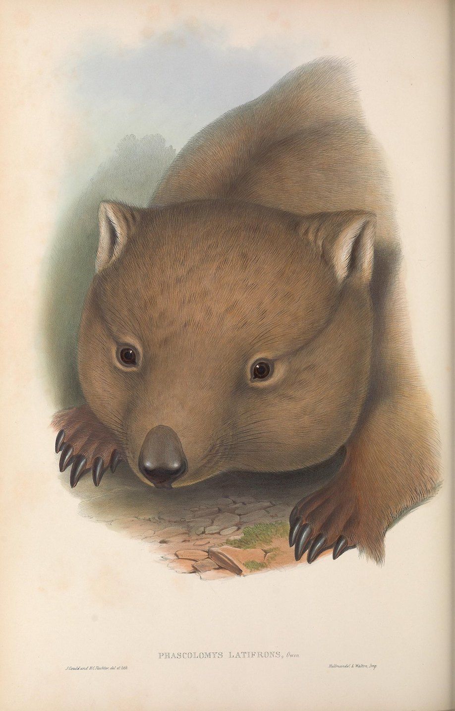Vintage illustration of a common wombat lying on rocky ground.