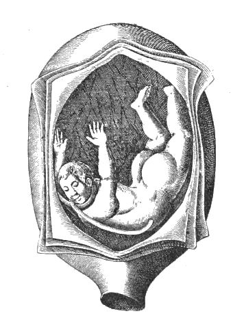 Vintage illustration of a fetus inside a uterus.