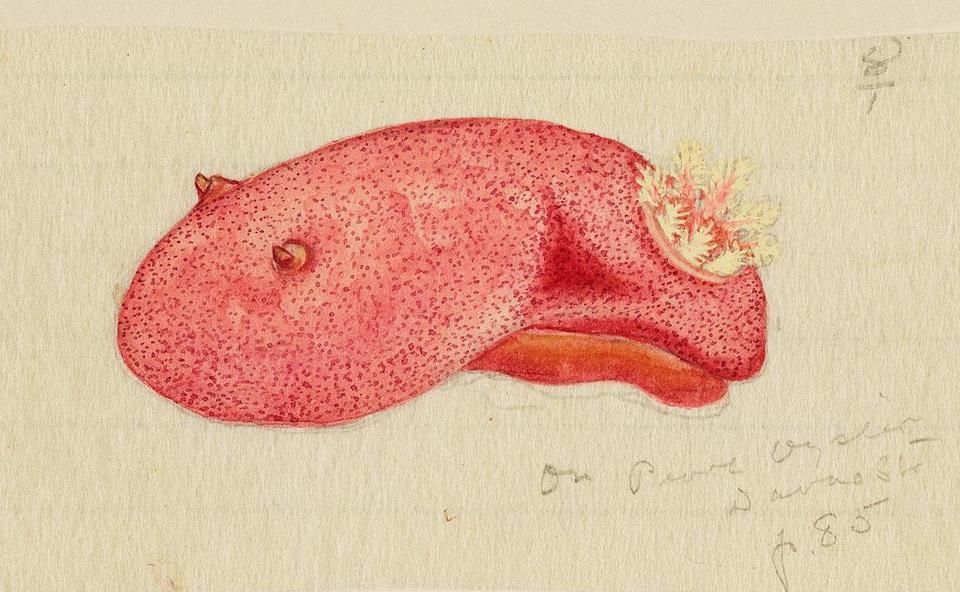A vintage watercolor painting of a reddish-pink sea slug with feathery gills and handwritten notes.