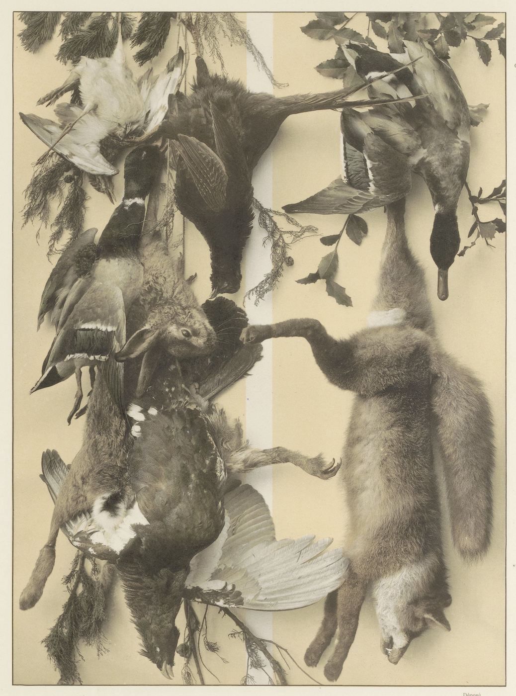Vintage illustration of a fox entangled with dead birds hanging from a branch.