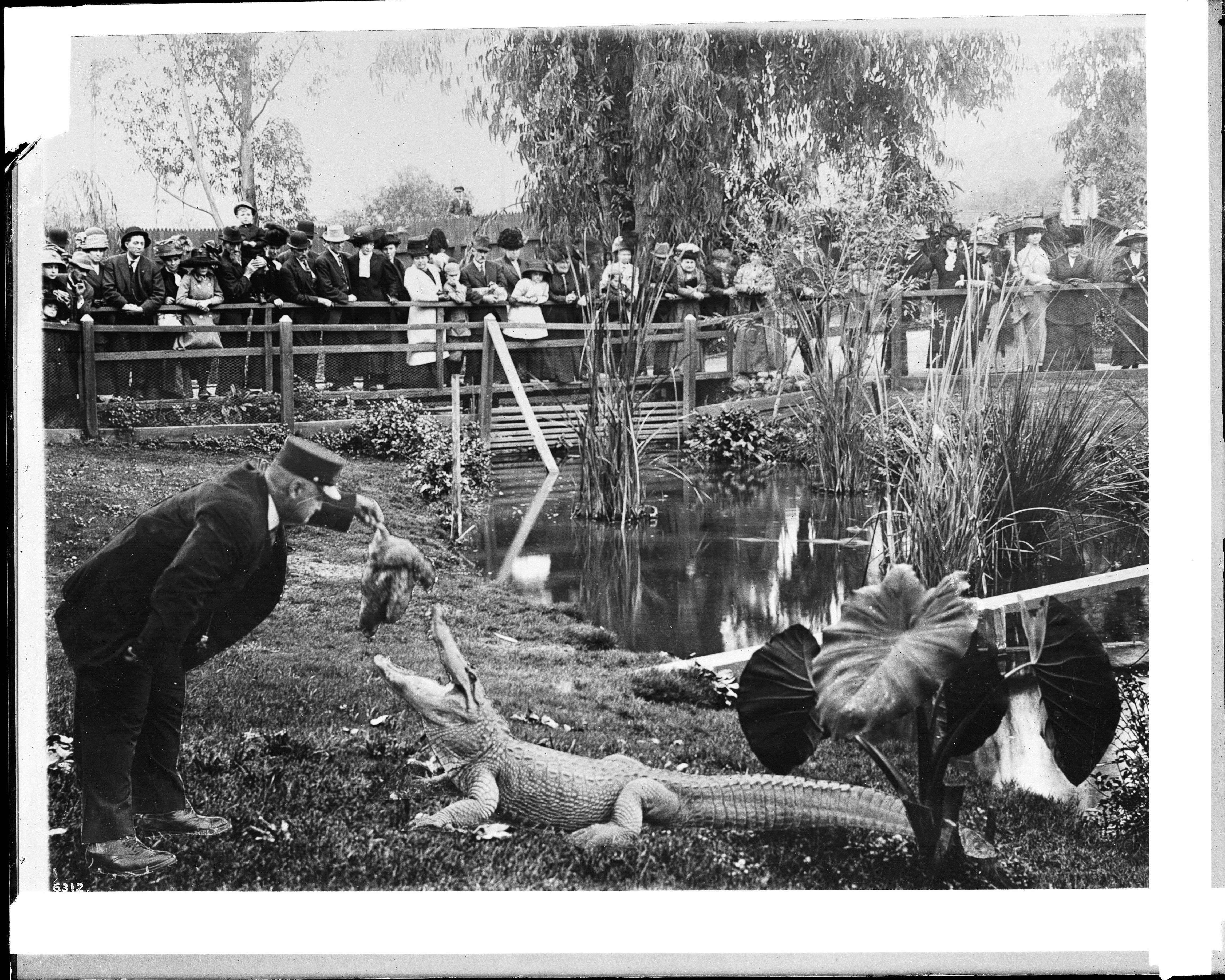 A black and white photograph of a man interacting with an alligator in front of a crowd.