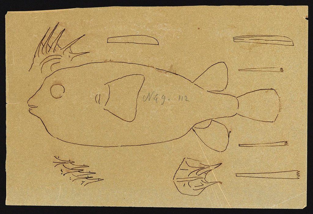 A hand-drawn sketch of a fish on a tan background, with handwritten text 'N49. 112' on its body.