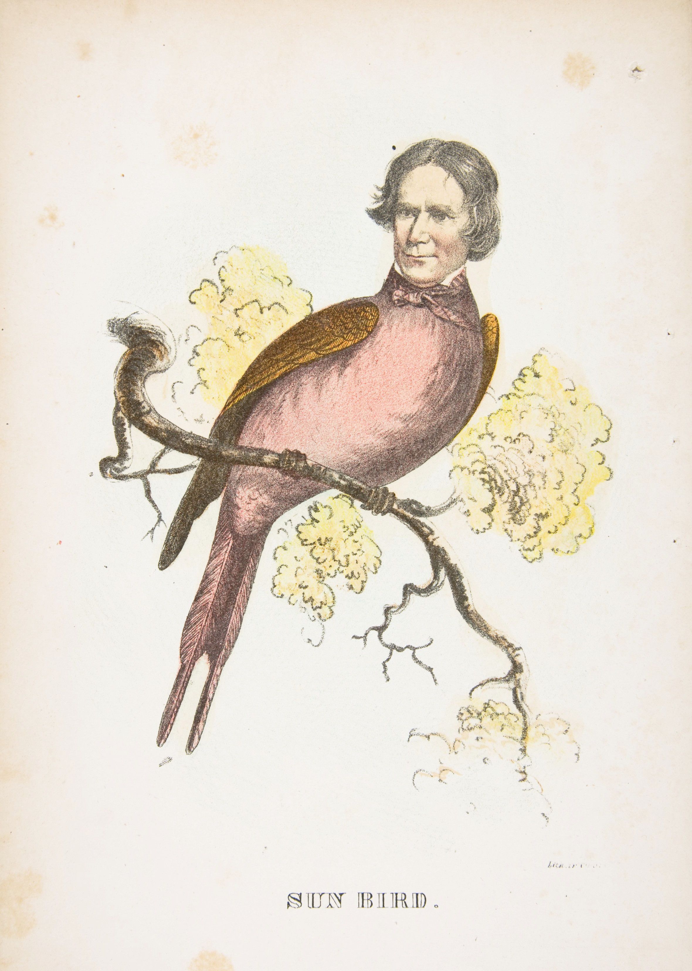 Vintage illustration of a sunbird with a human head perched on a flowering branch.