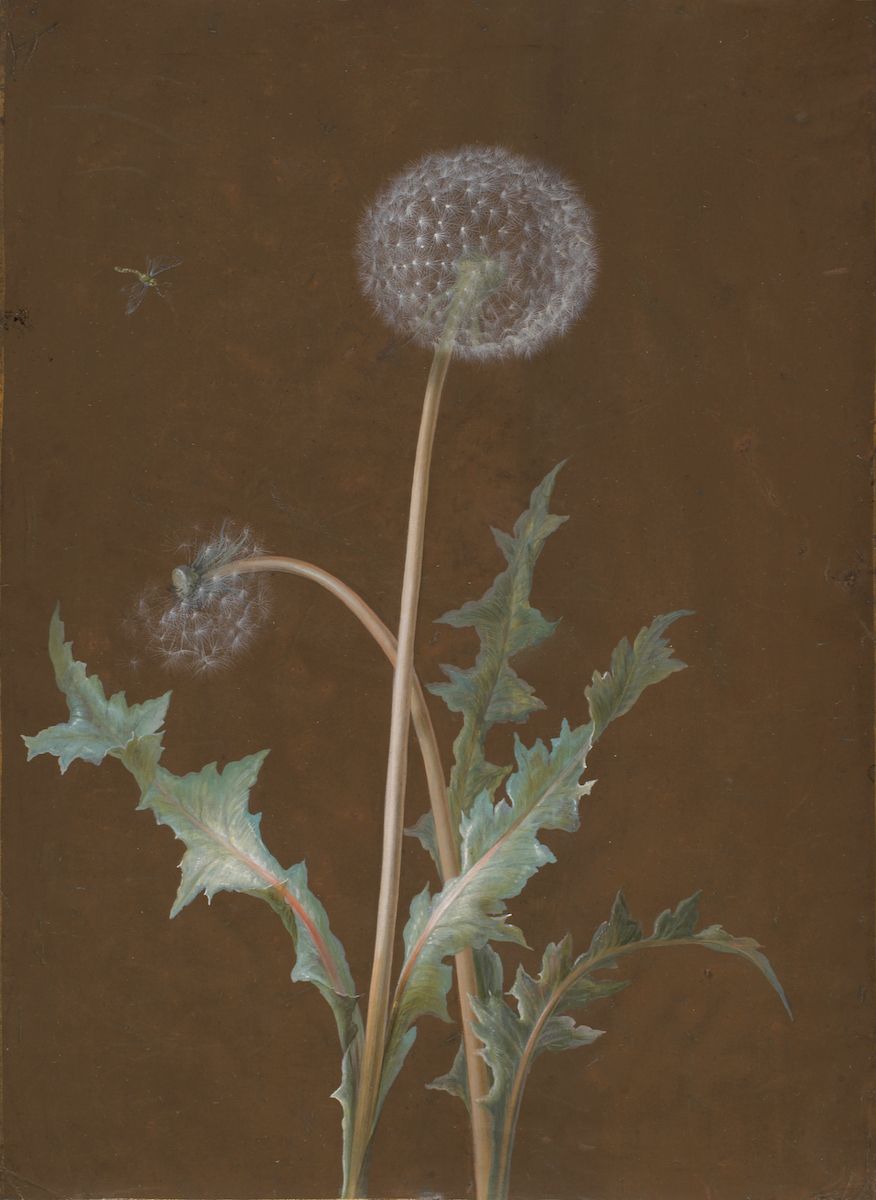 A detailed painting of a dandelion in the seed head stage, set against a dark, muted brown background.