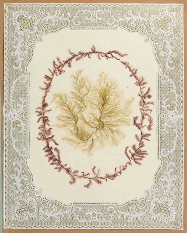 A vintage-style artwork featuring pressed seaweed arranged in a circular wreath, framed by an intricate lace border.