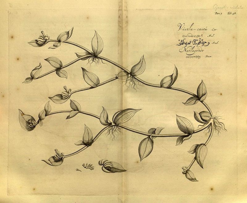 Vintage botanical illustration of a climbing plant with heart-shaped leaves and delicate flowers.