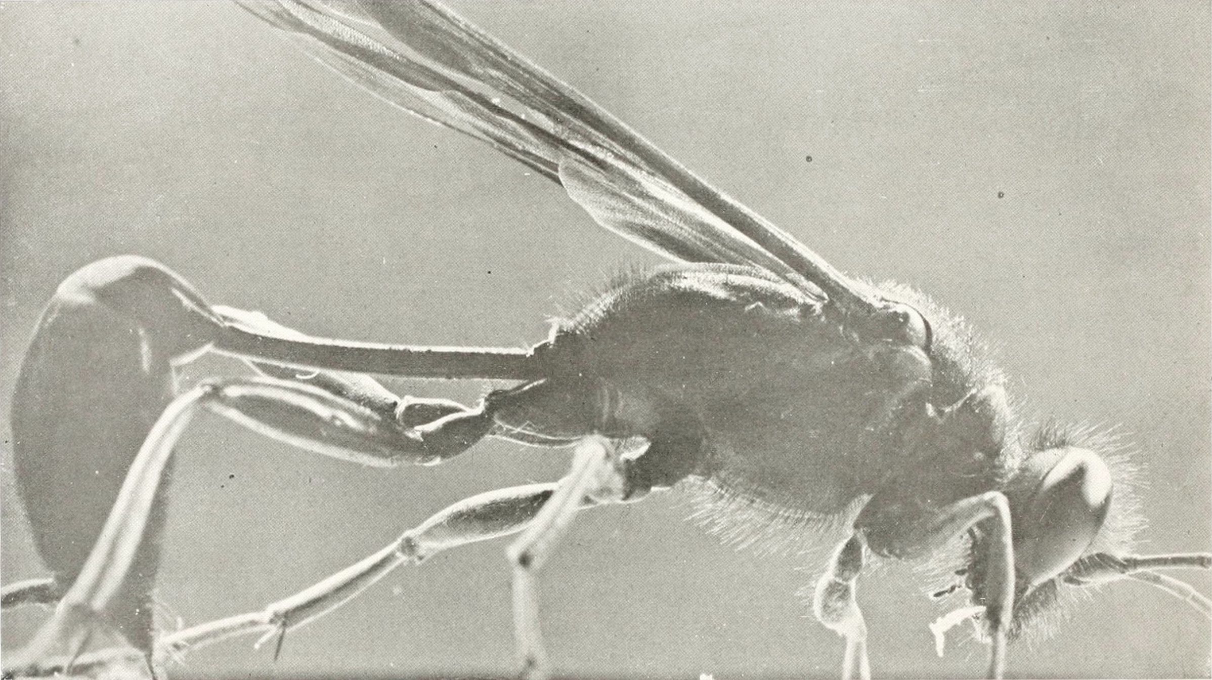 Close-up black and white photograph of a fly in profile, showcasing its body structure, wings, and legs.