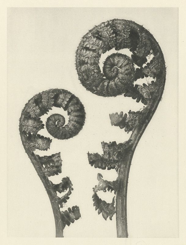 Vintage botanical illustration of two fern fiddleheads in monochrome.