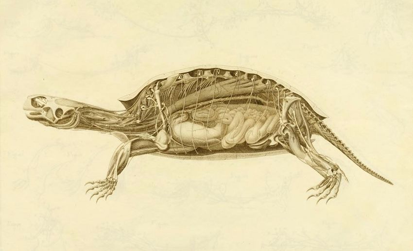 Vintage anatomical illustration of a turtle with its shell partially removed to reveal its internal anatomy.