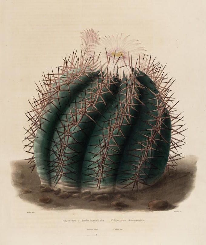 Vintage botanical illustration of a cactus with long spines and fuzzy filaments at the top.