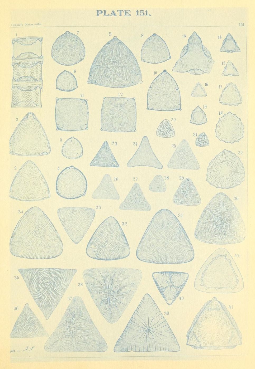 A vintage scientific illustration titled "PLATE 151" featuring a grid-like arrangement of 41 individual drawings of diatoms, numbered from 1 to 41.