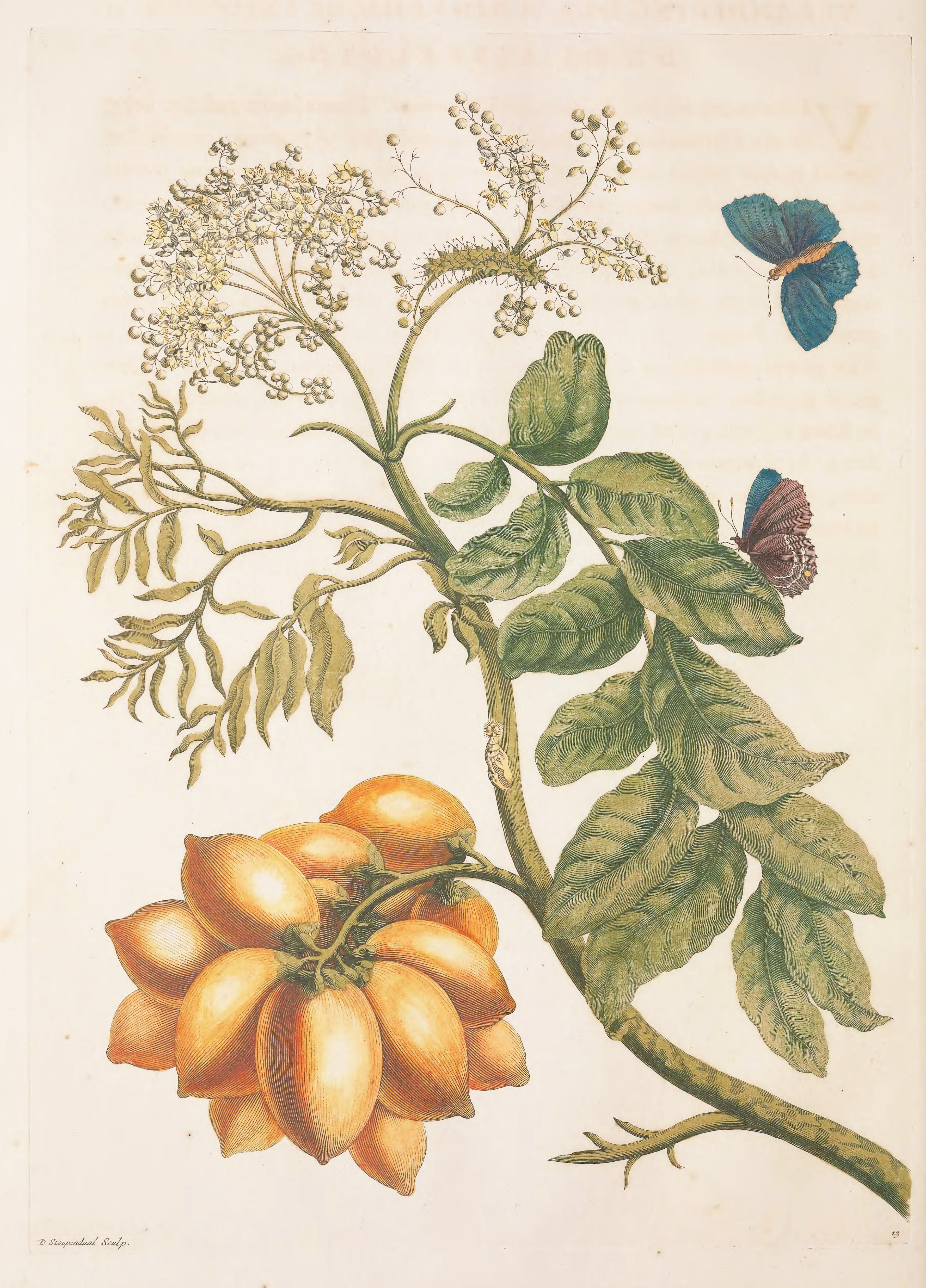 Botanical illustration of a plant with orange flowers and a blue butterfly.