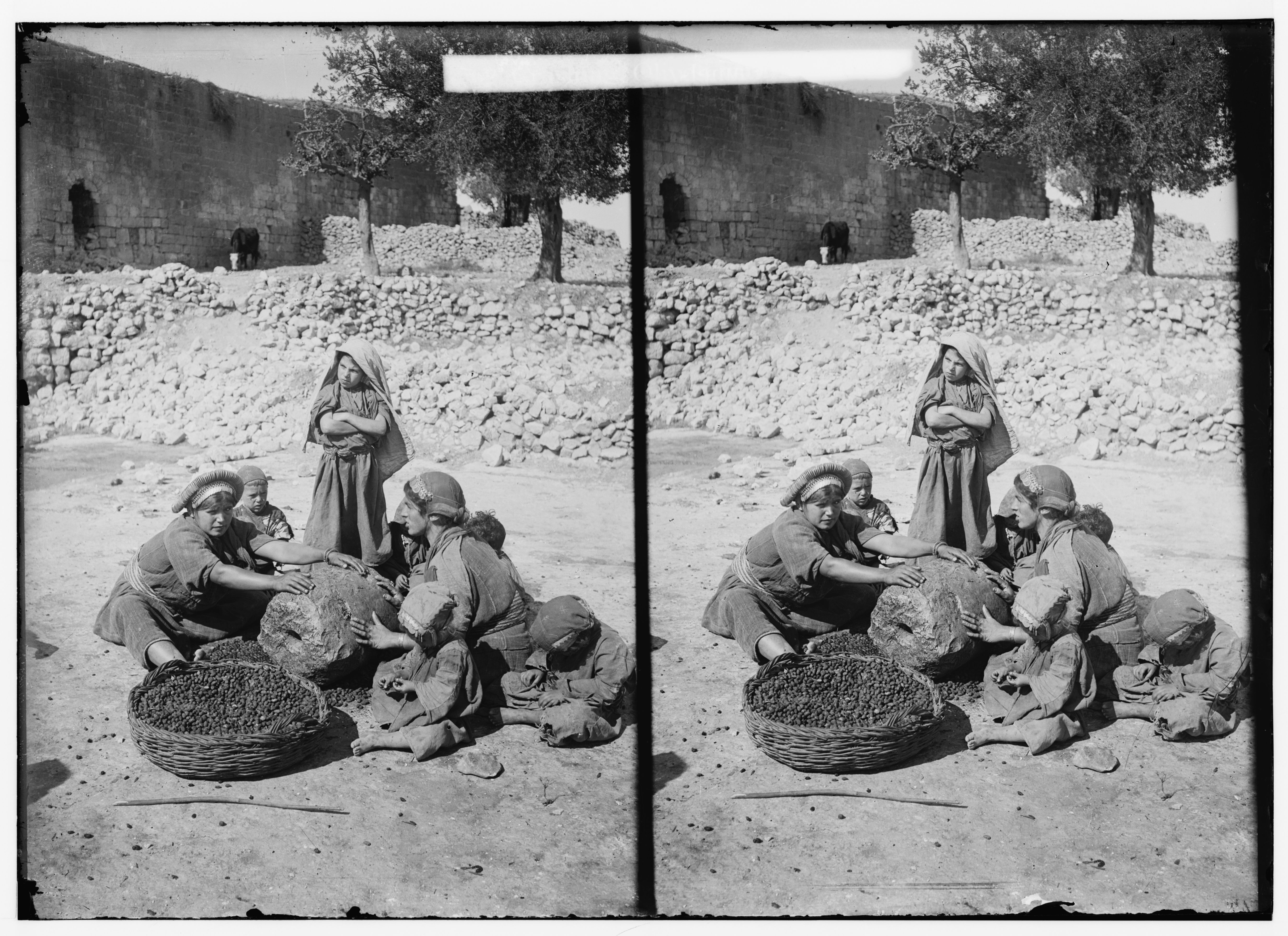 Stereoscopic photograph of a group of people sorting olives or other produce in a rocky outdoor setting.