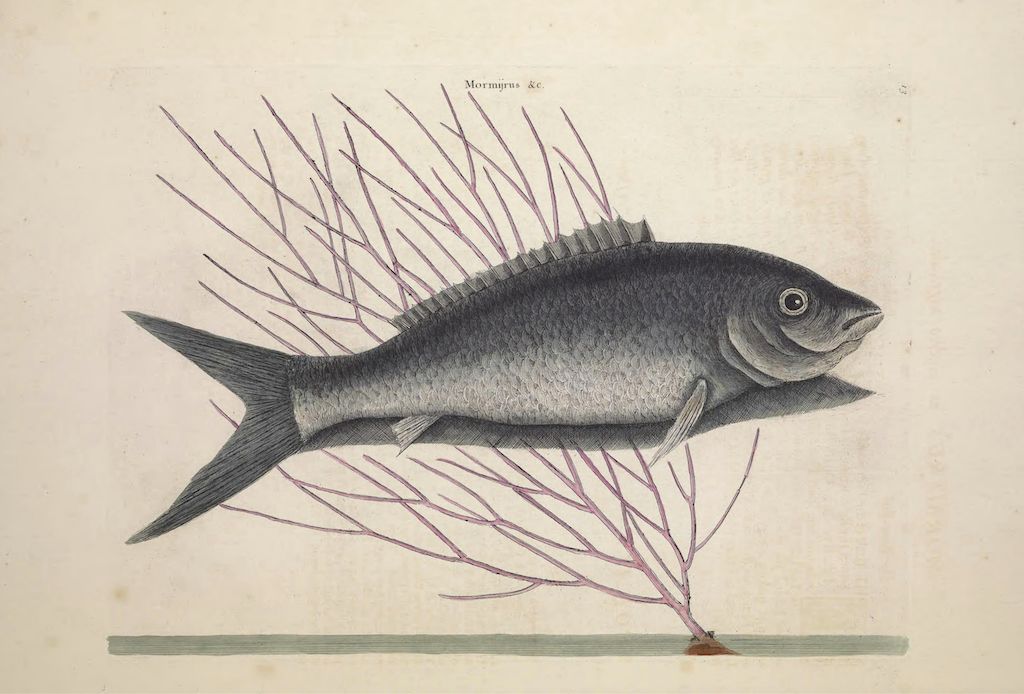 Vintage illustration of a dark fish swimming near a pink coral formation.
