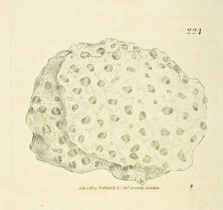 Vintage botanical illustration of a leaf with spots and veins.