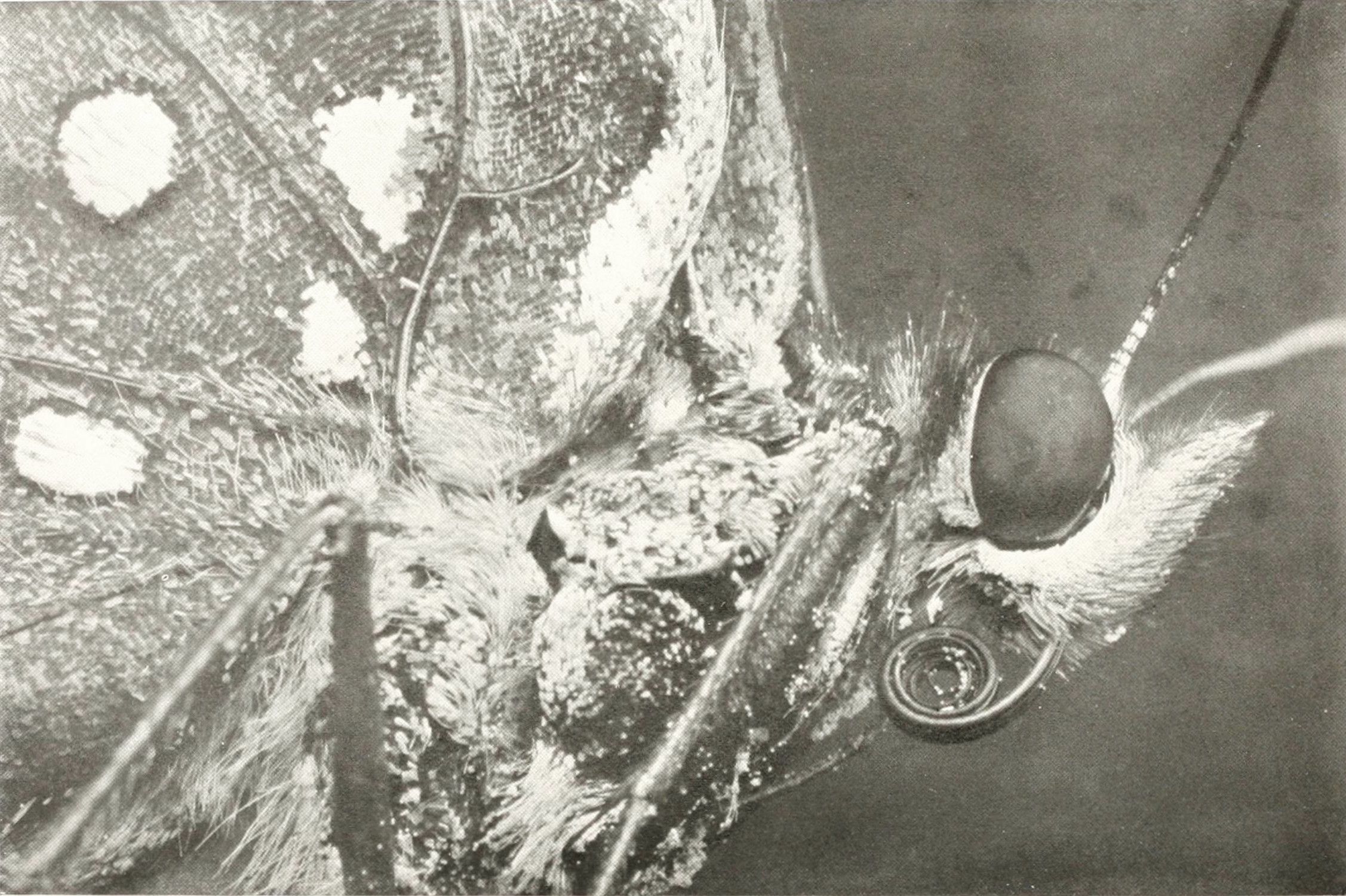 Close-up black and white photograph of a butterfly's head and wing.