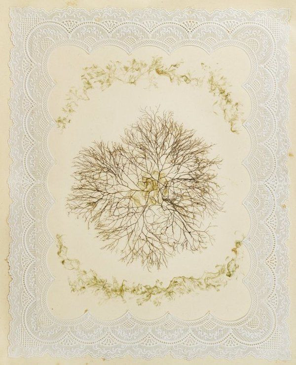 A delicate pressed floral arrangement on a lace-bordered paper.