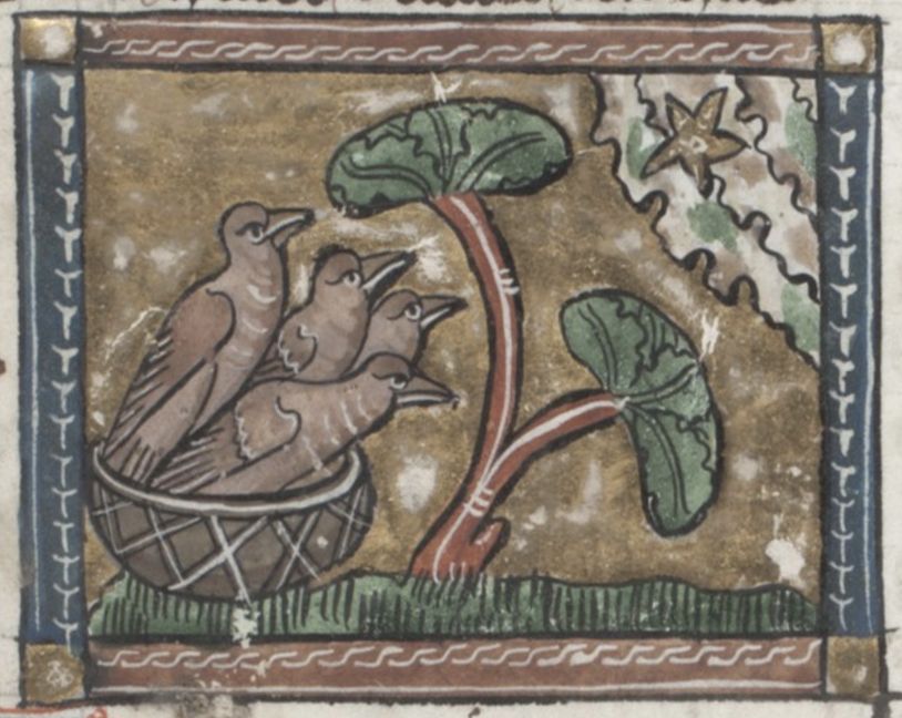 Medieval illustration of a basket with three birds next to a plant with a star above.