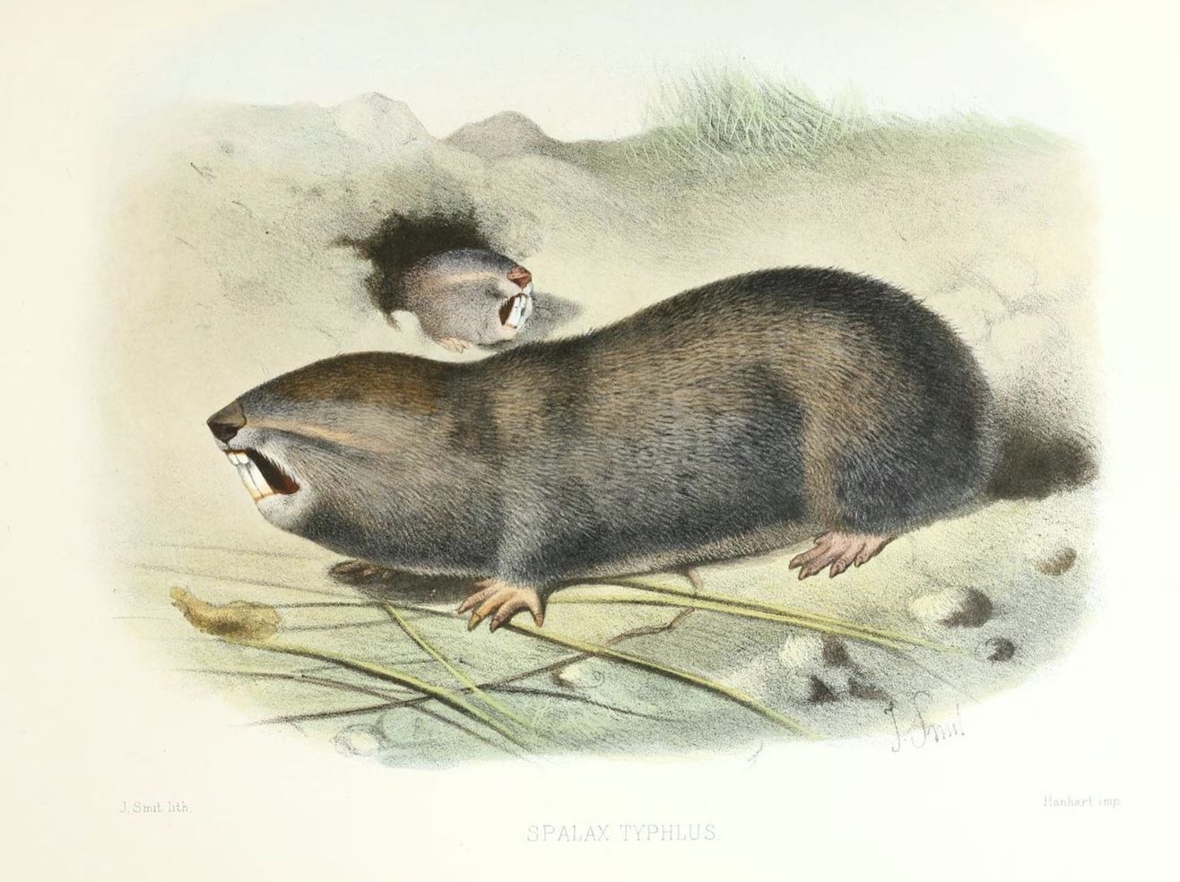 Vintage illustration of a European mole with an open mouth, standing on dry grass with mountains in the background.