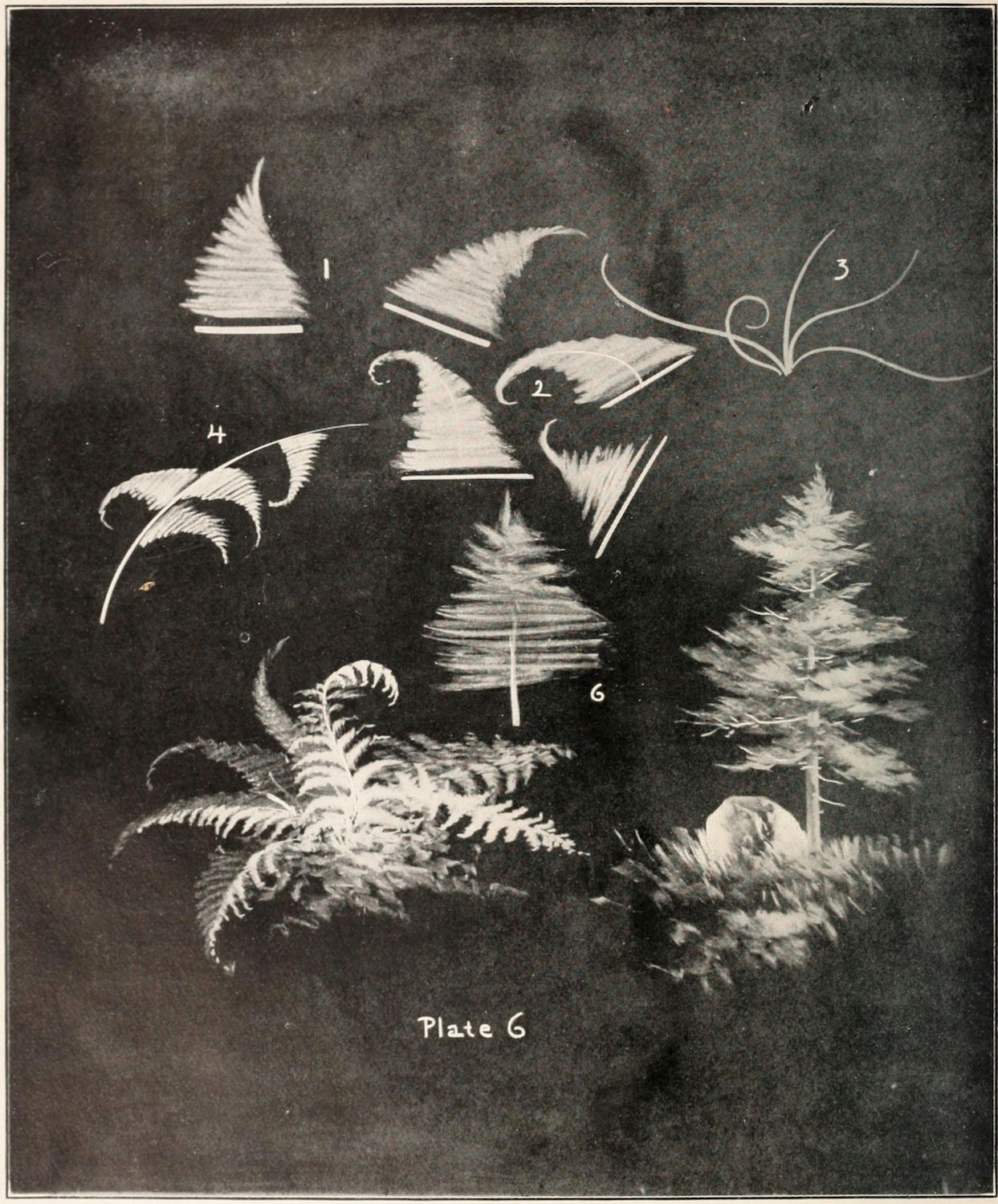 A vintage black and white illustration of various fern fronds and plants, labeled with numbers from 1 to 6, with the text "Plate 6" at the bottom center.