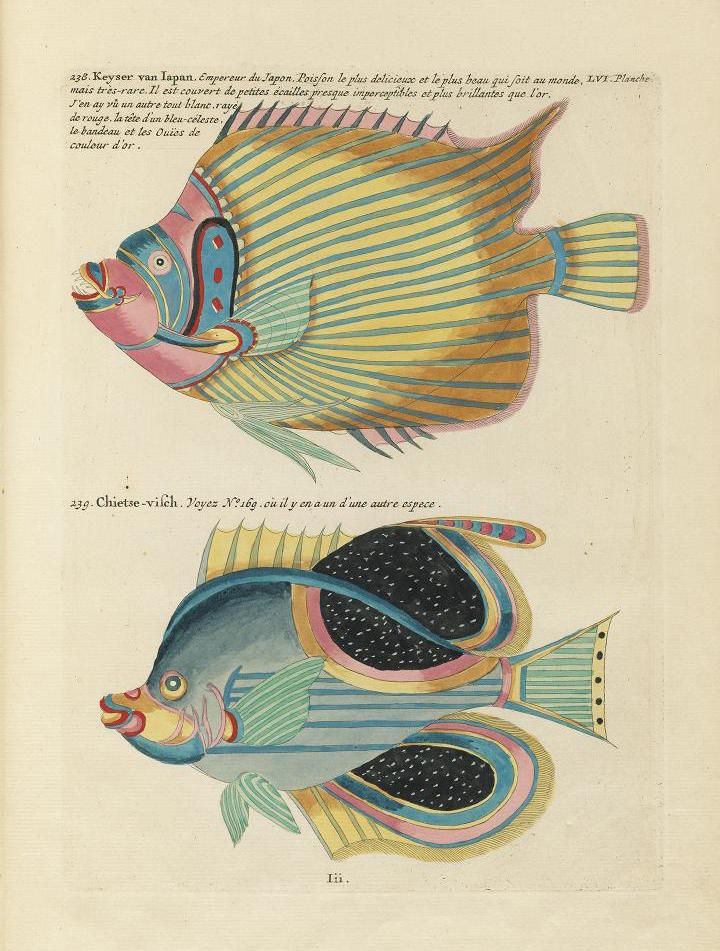 Vintage illustration of two fish, one in profile and one dissected, with detailed coloration and diagonal line patterns.