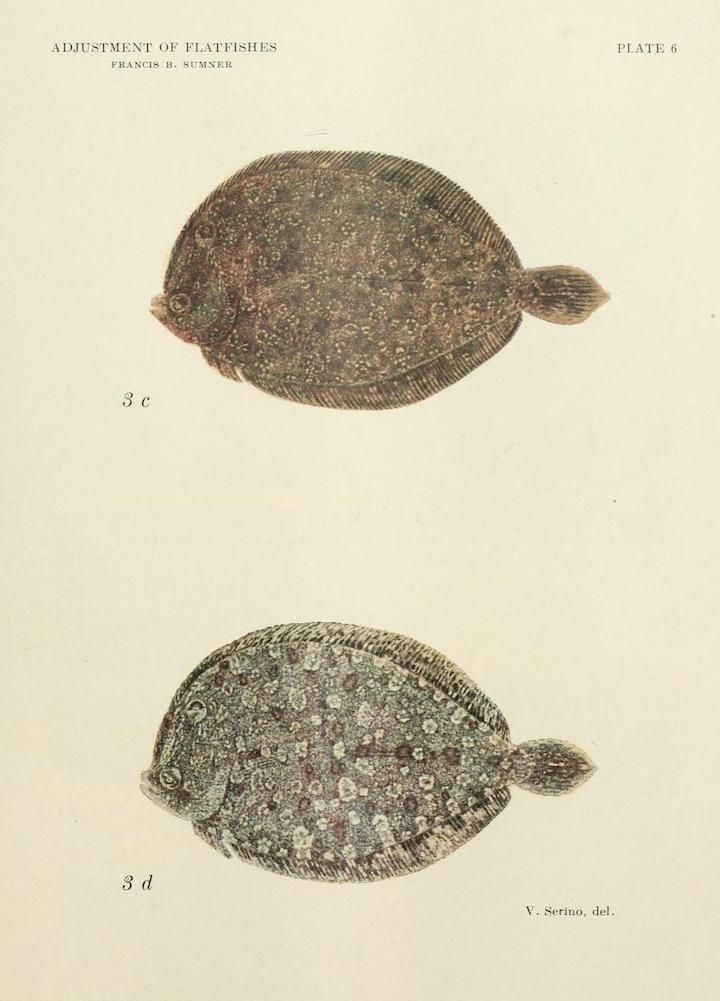 Vintage scientific illustration of two flatfish, labeled '3 c' and '3 d', with detailed coloration and markings. The illustration is from 'Adjustment of Flatfishes' by Francis B. Sumner, Plate 6, and drawn by V. Serino.