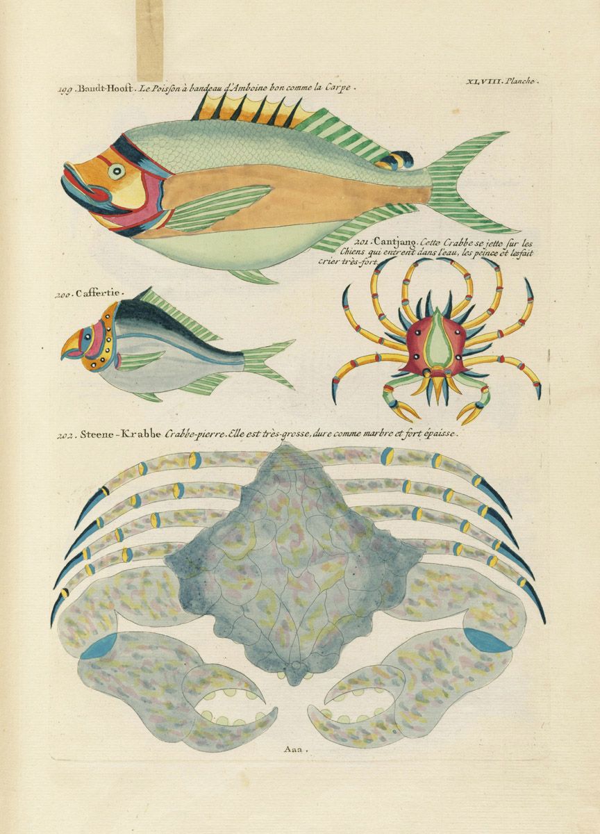 A vintage illustration of three marine creatures: a green and silver fish, a red crab, and a blue-gray crab. The illustration is labeled in French and has a warm, aged tone.
